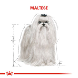 Royal Canin Maltese Terrier Adult Yetişkin Köpek Maması 1,5 Kg - Thumbnail