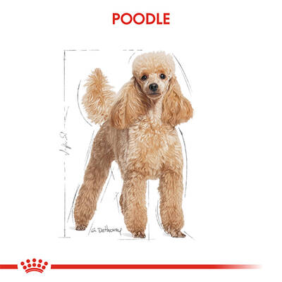 Royal Canin Poodle Pouch Köpek Konservesi 85 Gr